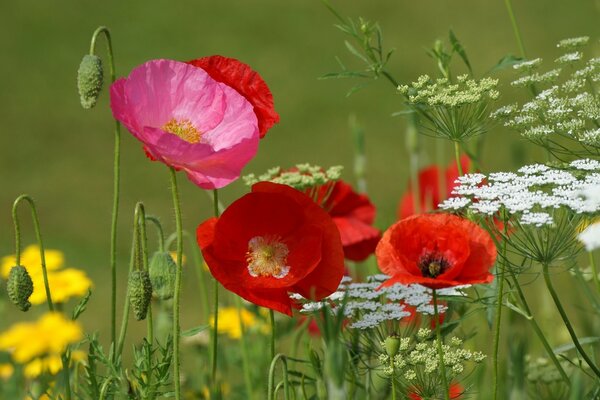 Meadow red poppies macro