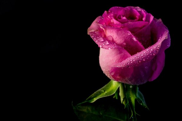 Colori vivaci nel bocciolo di rosa