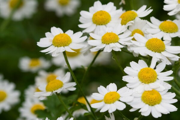 Beautiful summer daisies in the field