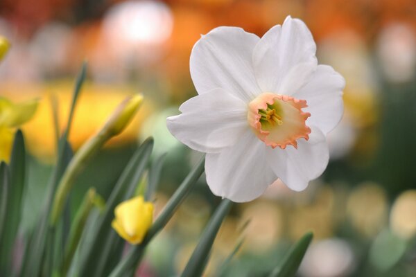 Flor de narciso blanco con reflejos en el fondo