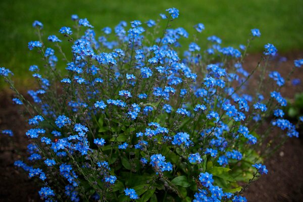 A bush of forget-me-nots of blue color