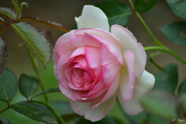 Bocciolo di rosa bianco-rosa