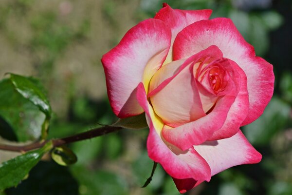 Bourgeon de rose vivant dans le jardin