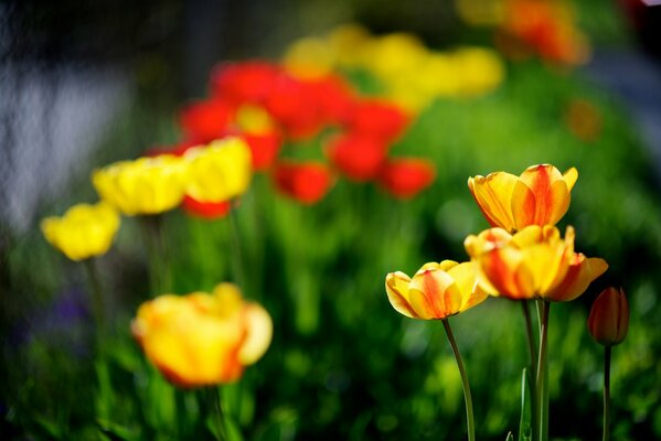 Tulipani gialli e rossi in natura
