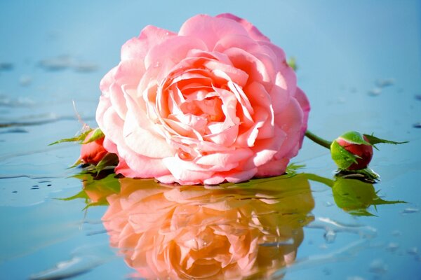 Reflexion im Wasser der Knospe einer zerrissenen Rose