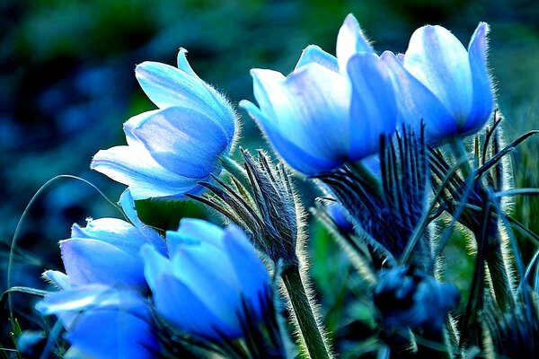 Blue flowers close-up
