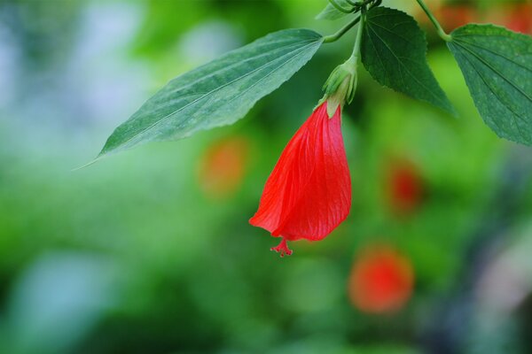 Rote Hibiskusknospe auf einem Zweig