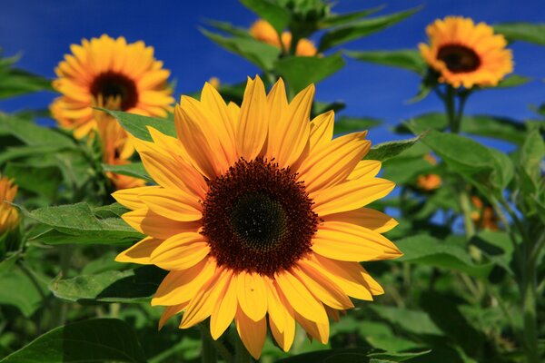 Drei Sonnenblumen im Feld vor dem Hintergrund des blauen Himmels