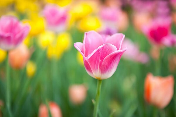 Field of colorful tulips