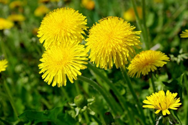Tutto è giallo perché è un campo di denti di leone