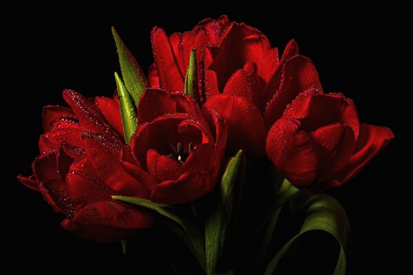 Tulip bouquet with water drops