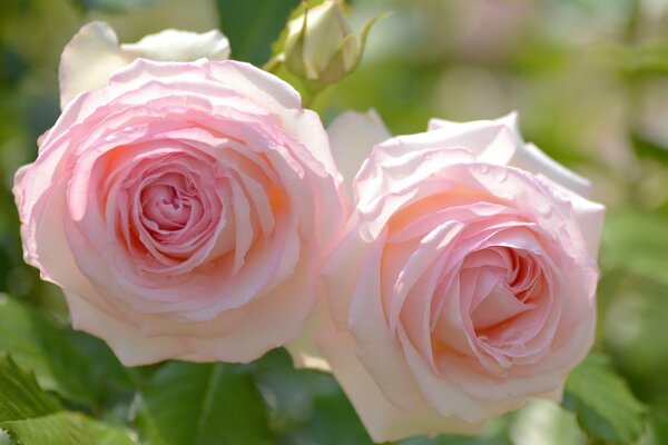 Delicate roses in the summer garden