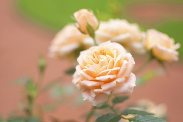 Peach rose with a stem