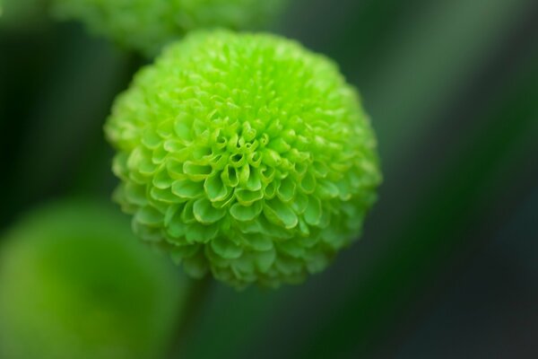 Fleur de Dahlia dans un foyer vert