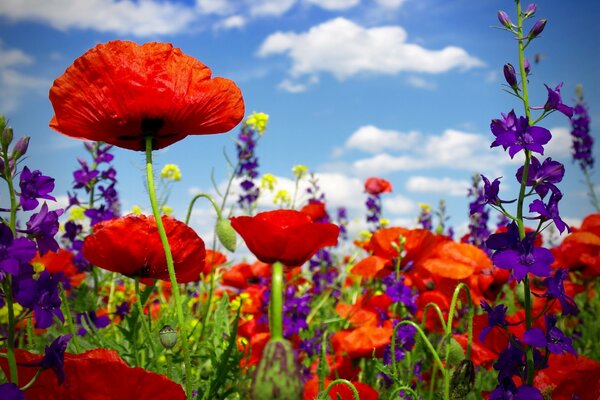 Campo con papaveri scarlatti e fiori selvatici