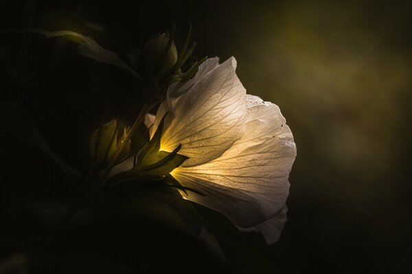 Light through a white flower