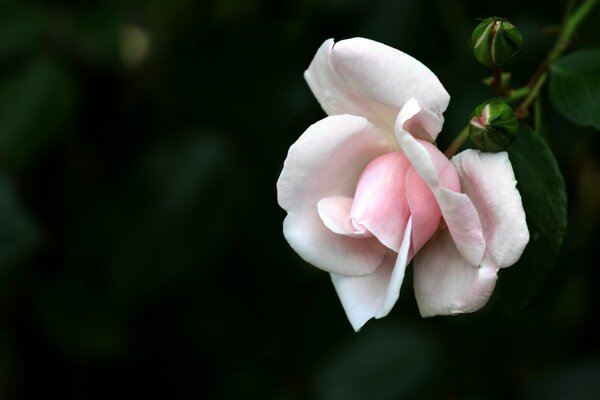 Macro photo of a white rose
