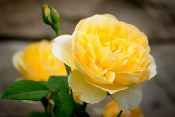 Rose jaune a ouvert les pétales