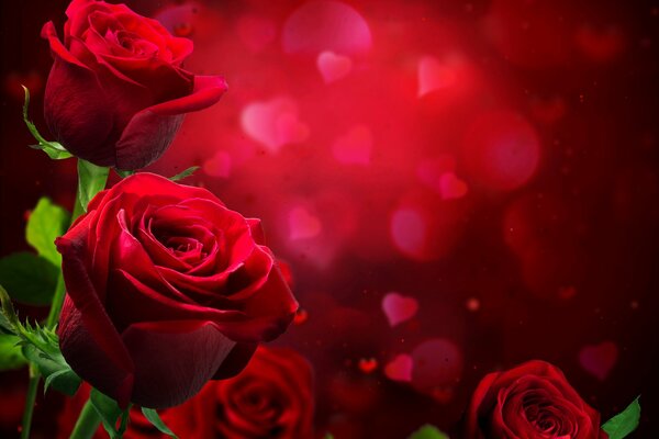 Photo with burgundy roses