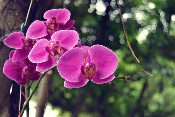 Orchidées roses sur une branche de bokeh
