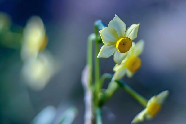 White narcissus on a blurry background