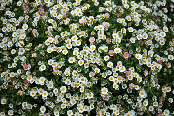 Margherite in un prato in un campo estivo