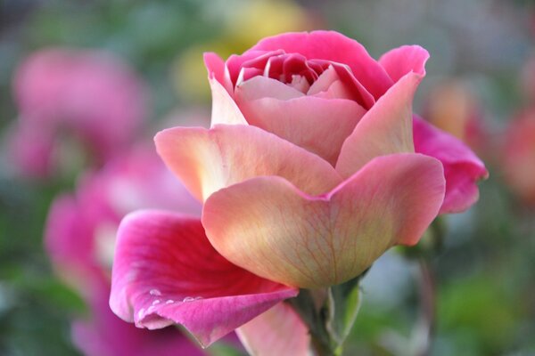 Primo piano del bocciolo di rosa