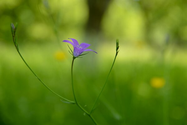 Fiore lilla su sfondo sfocato