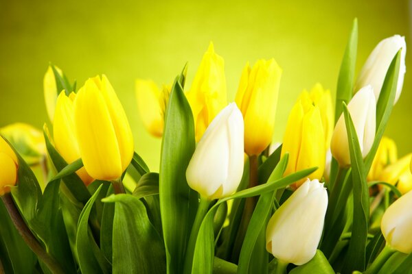Tulipani bianchi e gialli