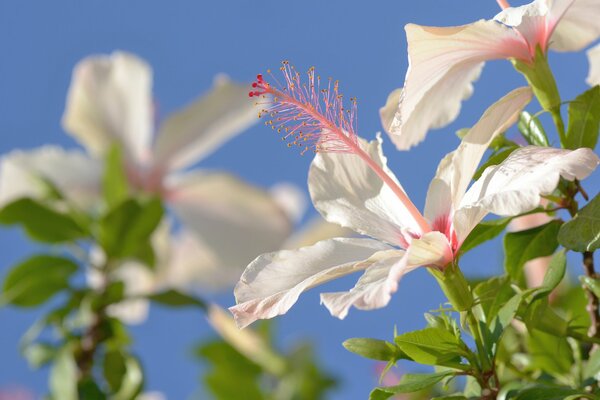 Blooming hibiscus on a blue sky background