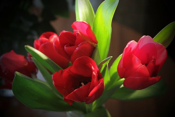 Ramo de tulipanes rojos brillantes con hojas