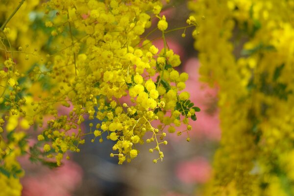 Fioritura di acacia gialla su sfondo rosa