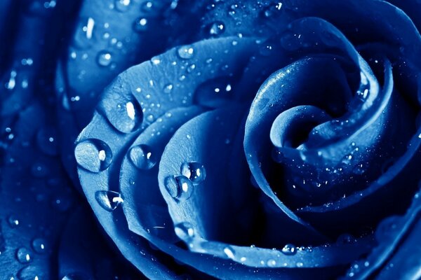 Gouttes d eau sur une rose bleue