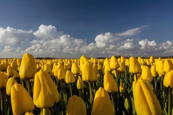 Piantagione di tulipani gialli sotto il sole