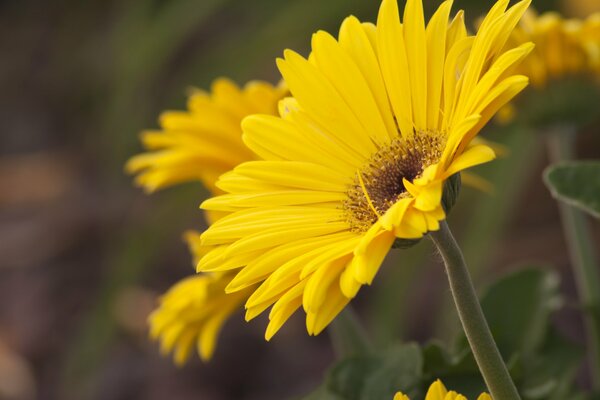 The stem of the yellow gerber in macro photography