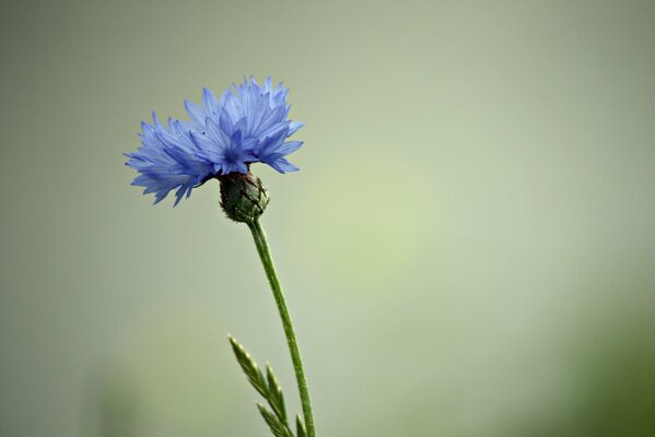 Spring blue flower cornflower