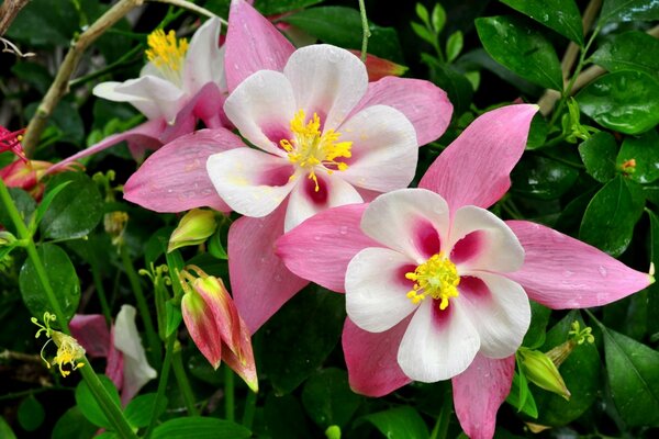 Fiori rosa di orlika con verde