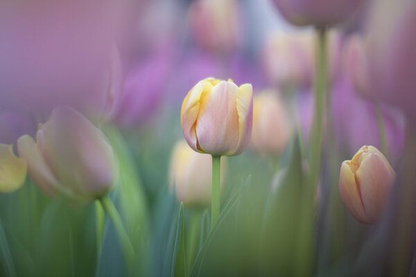 Tenerezza dei tulipani in natura