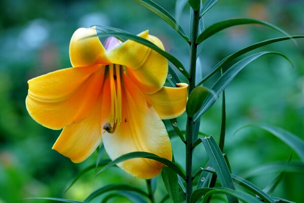 Flor de lirio salvaje en la naturaleza