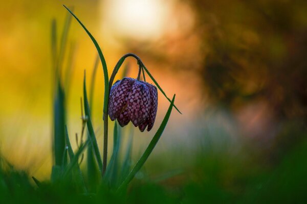 A drop of dew on a flower