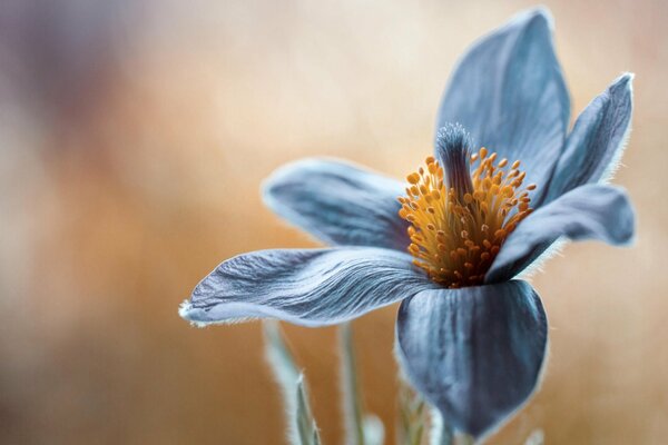 Macrofoto di un bocciolo di fiore blu in fiore