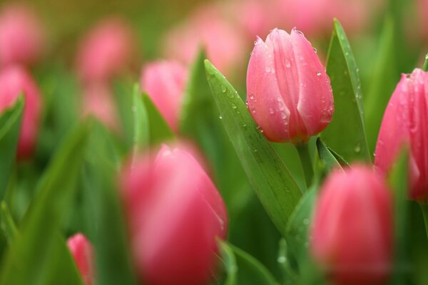 Dew drops on tulip buds