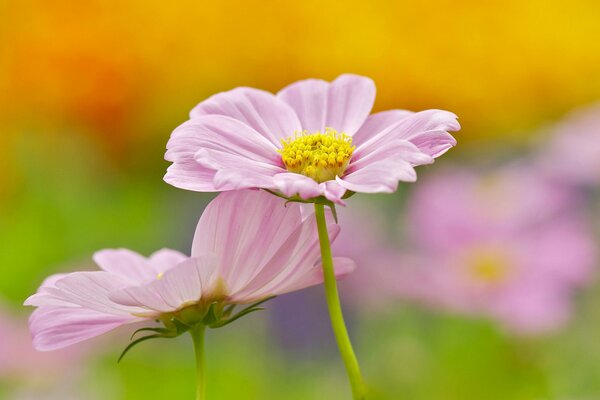 Two beautiful cosmea flowers
