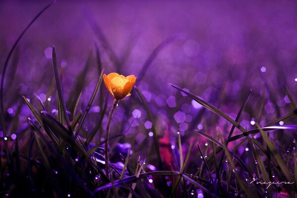 Yellow little flower in dew