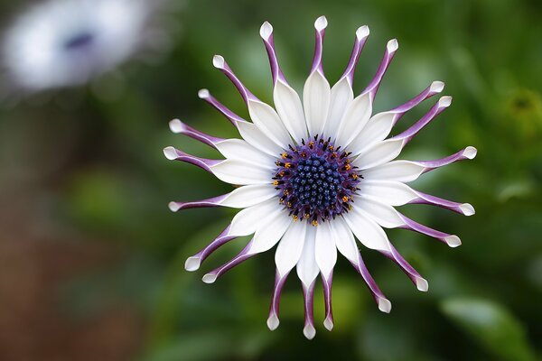 A flower like the sun