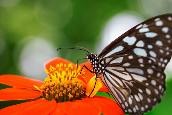Schöner Schmetterling auf einer Sommerblume