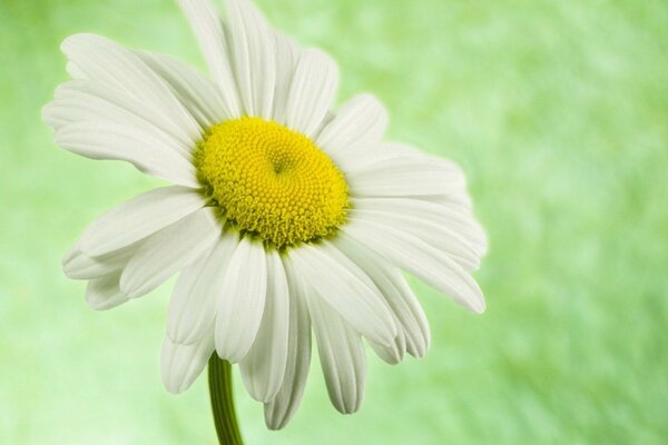 Chamomile on a green background