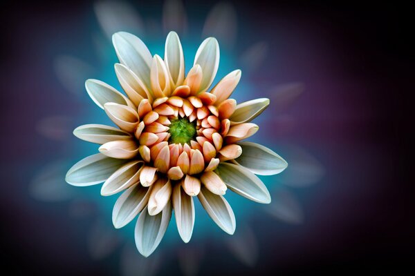 White-orange dahlia on a dark blue background