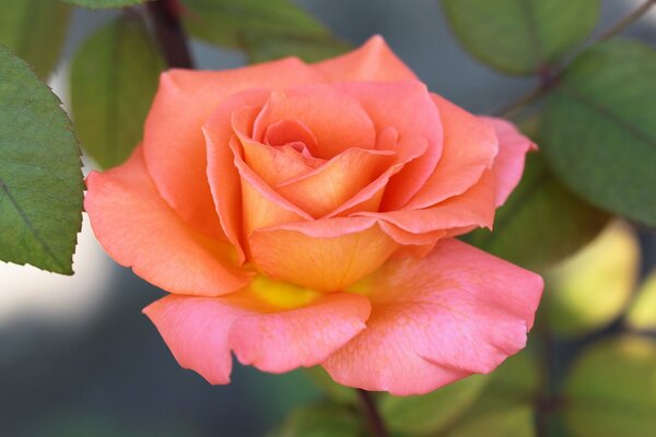 Blooming yellow-pink rose