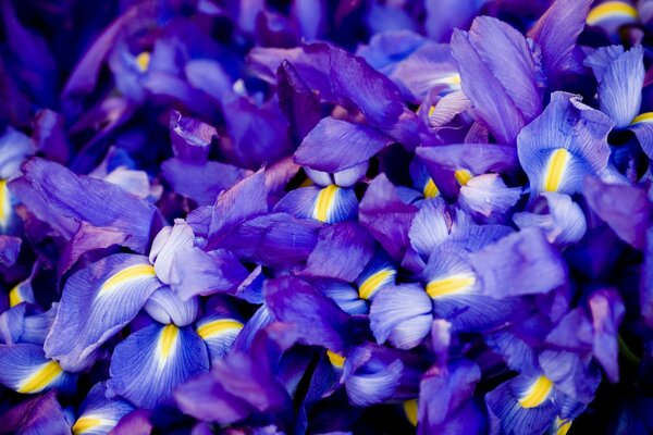 Iris azul y lila fresco